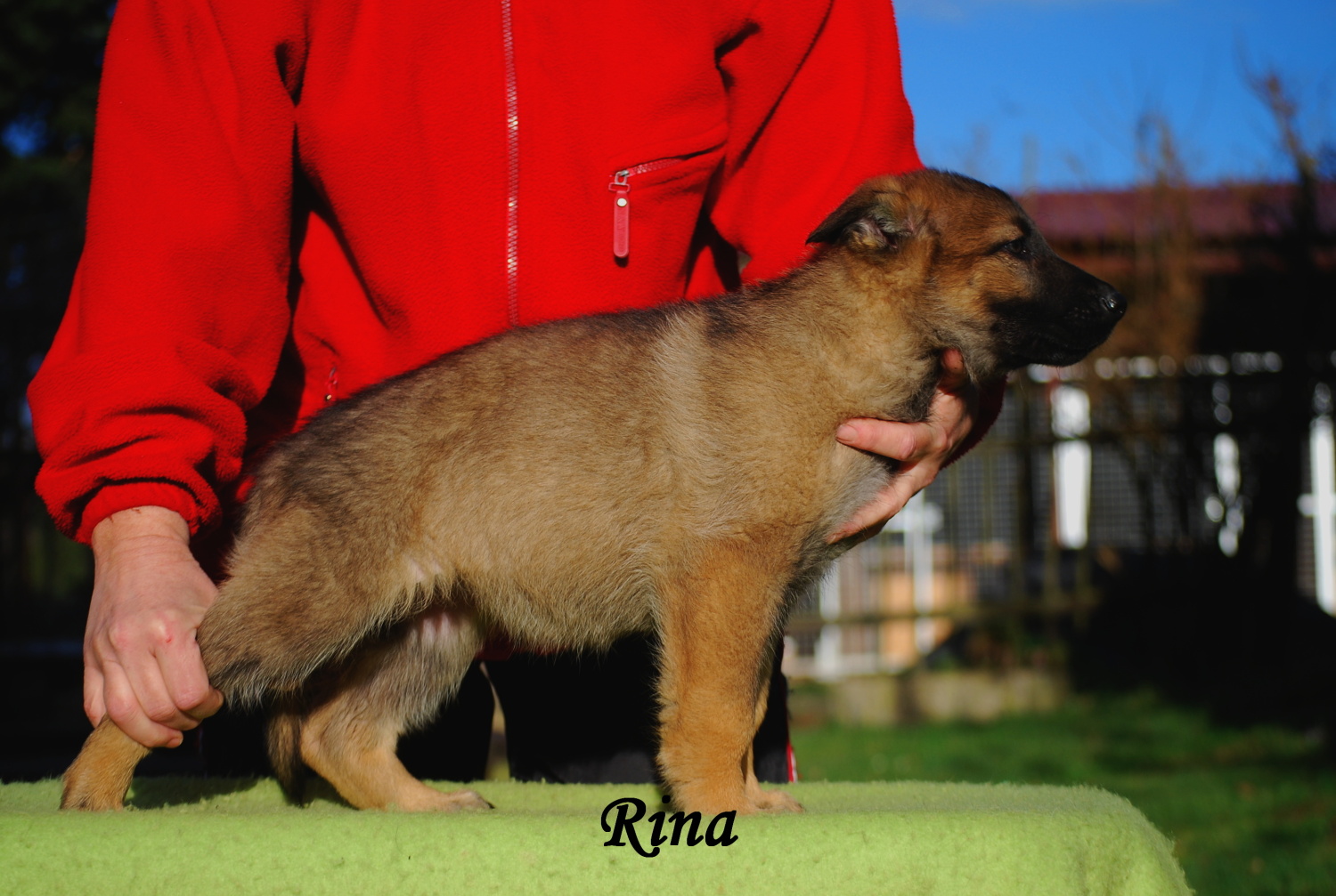 Rina II
